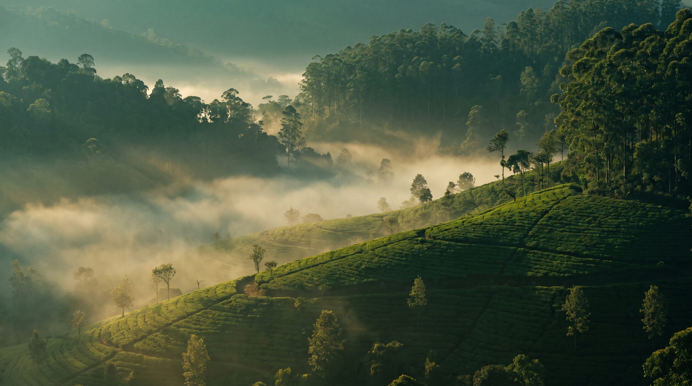 Misty Sri Lankan hill-country spice estate at dawn